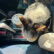 Carlee is registered to the contest to win money with this photo: dog, car_interior, center_console, beverage_cup, fluffy_fur, black_and_white, pet, vehicle, curious, seat, sunlight, cup_holder, jeans, leather, tissue, dashboard, gear_shift, companion, travel, road_trip