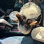 dog, car_interior, center_console, beverage_cup, fluffy_fur, black_and_white, pet, vehicle, curious, seat, sunlight, cup_holder, jeans, leather, tissue, dashboard, gear_shift, companion, travel, road_trip