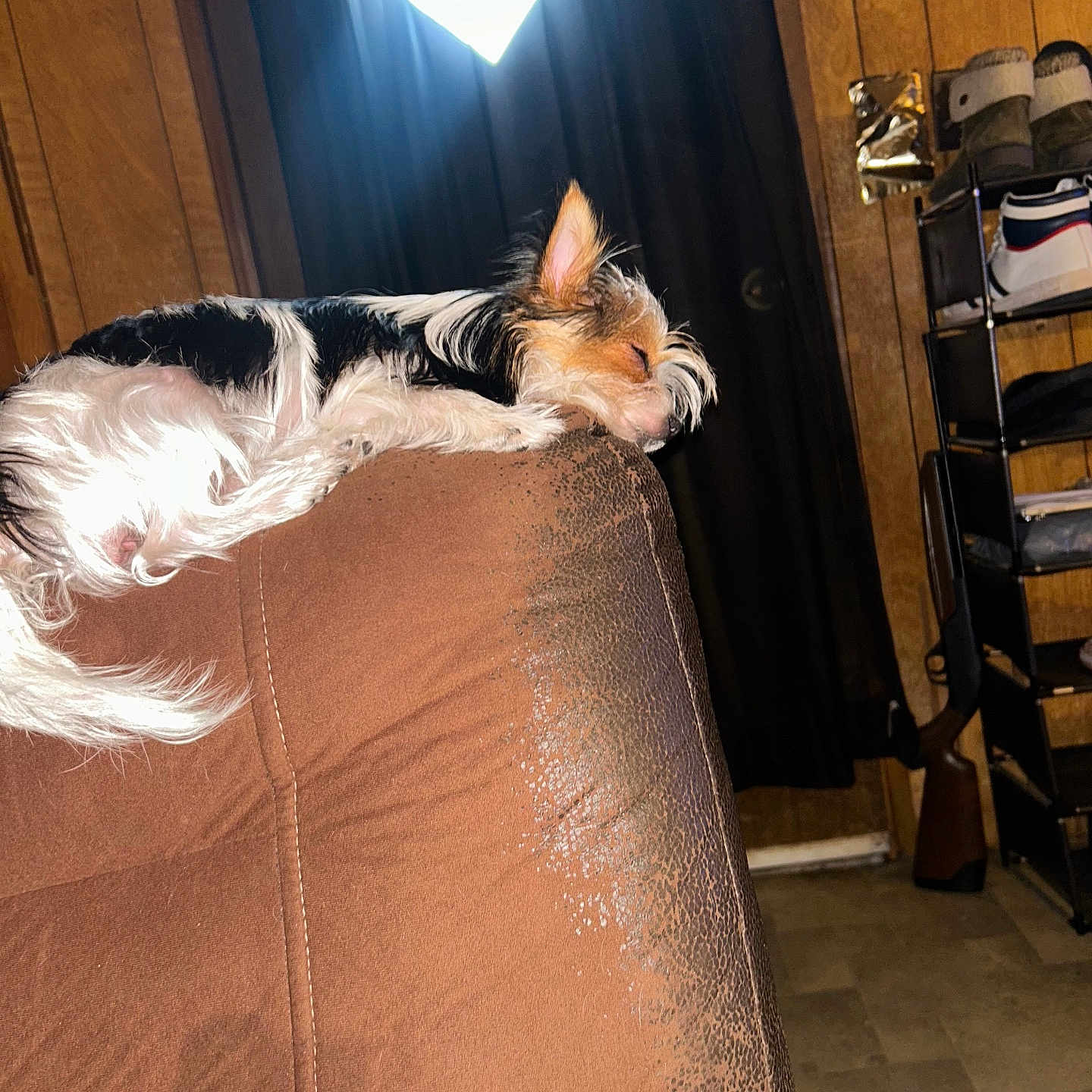 Carlee is registered to the contest to win money with this photo: brown, couch, cozy, dog, ear, floor, fur, furniture, home, indoor, light, pet, quiet, relaxing, resting, shelf, shoes, sleeping, small_dog, wood_paneling