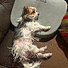 brown_fur, comfilife, couch, cozy, dog, fur, indoor, leather, long_hair, nose, paw, pet, pillow, relaxed, resting, sleepy, small_dog, sunlight, tail, white_fur