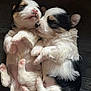 adorable, animal, black, closeup, cozy, cuddling, cute, dog, fluffy, fur, newborn, paws, pet, puppies, resting, sleeping, snuggling, soft, tiny, white