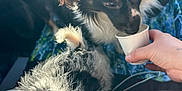 Thor And Carlee is registered to the contest to win money with this photo: animal, black_dog, candid, closeup, companions, cozy, cup, curious, dog, drinking, fluffy, friendship, fur, hand, human_interaction, indoor, light, pet, seat, white_dog