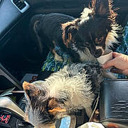 Thor And Carlee joined the competition — help win amazing prizes! animal, black_dog, car, cup, dashboard, dog, fur, gear_shift, hand, interior, licking, pet, pet_care, seat, seat_cover, small_dog, sniffing, sunlight, white_dog, window