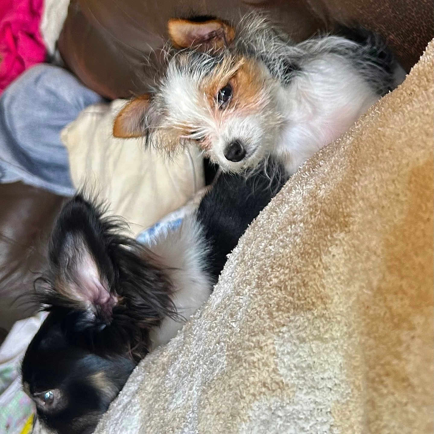 Thor And Carlee