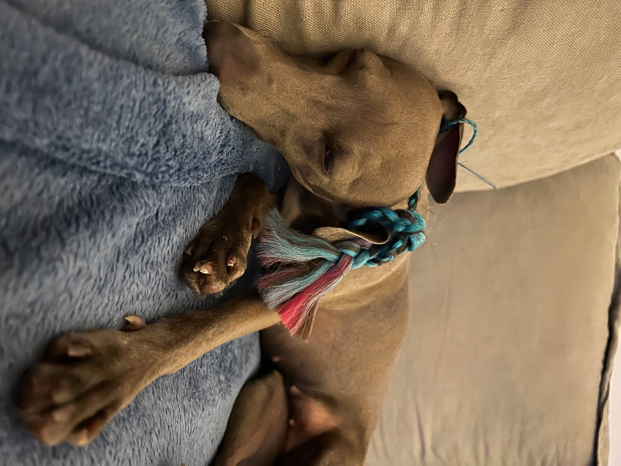 Zoe a rejoint le concours — aidez-le/la à gagner de superbes lots ! carnivore, collar, comfort, companion_dog, dog, dog_breed, dog_collar, dog_supply, fawn, grey, guard_dog, linens, pet_supply, rampur_greyhound, sighthound, sporting_group, working_animal