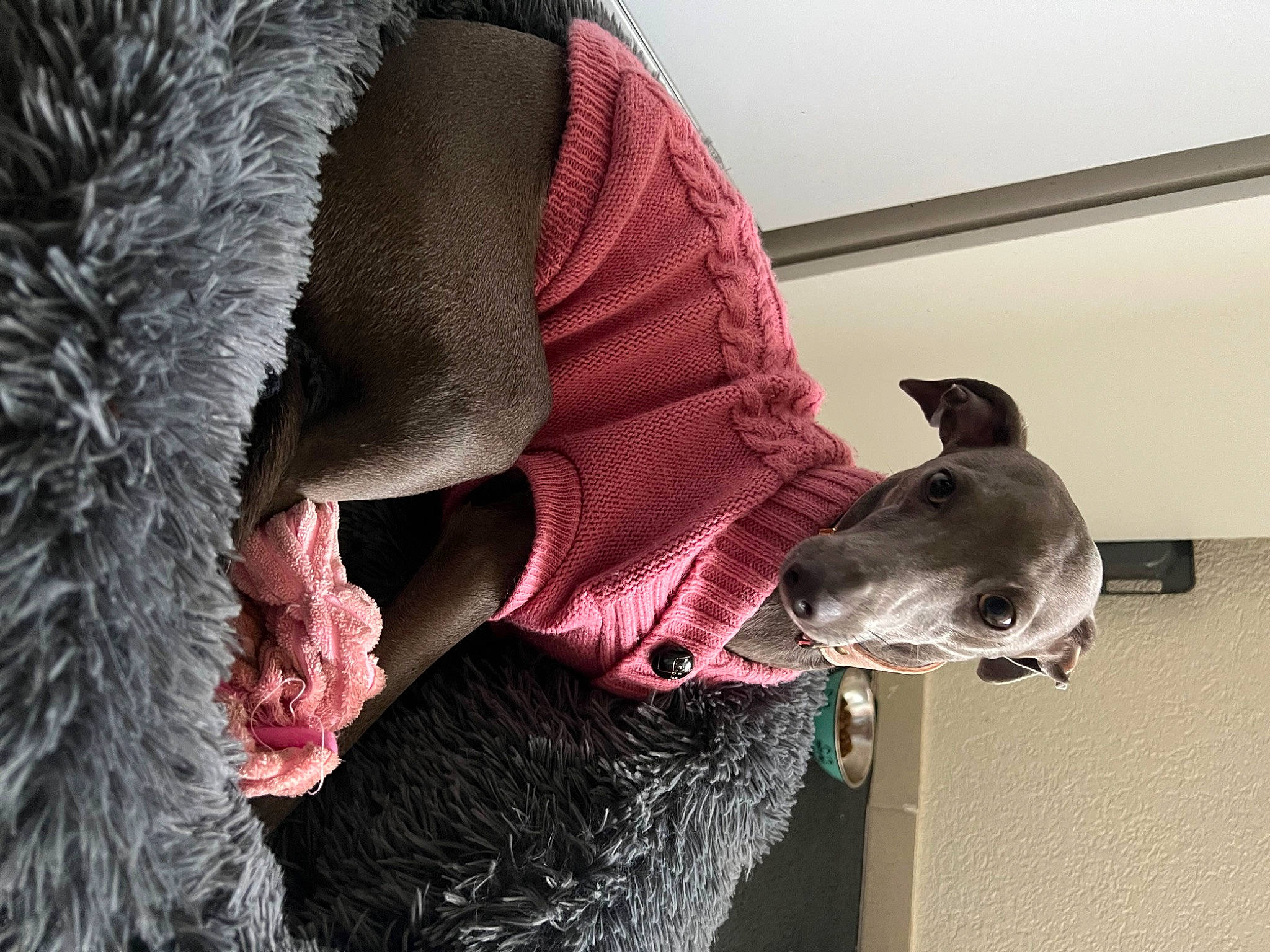 Zoe a rejoint le concours — aidez-le/la à gagner de superbes lots ! beard, canidae, carnivore, collar, companion_dog, dog, dog_breed, dog_collar, fashion_accessory, fawn, fur, grey, guard_dog, hat, magenta, rampur_greyhound, snout, sporting_group, whiskers, working_animal