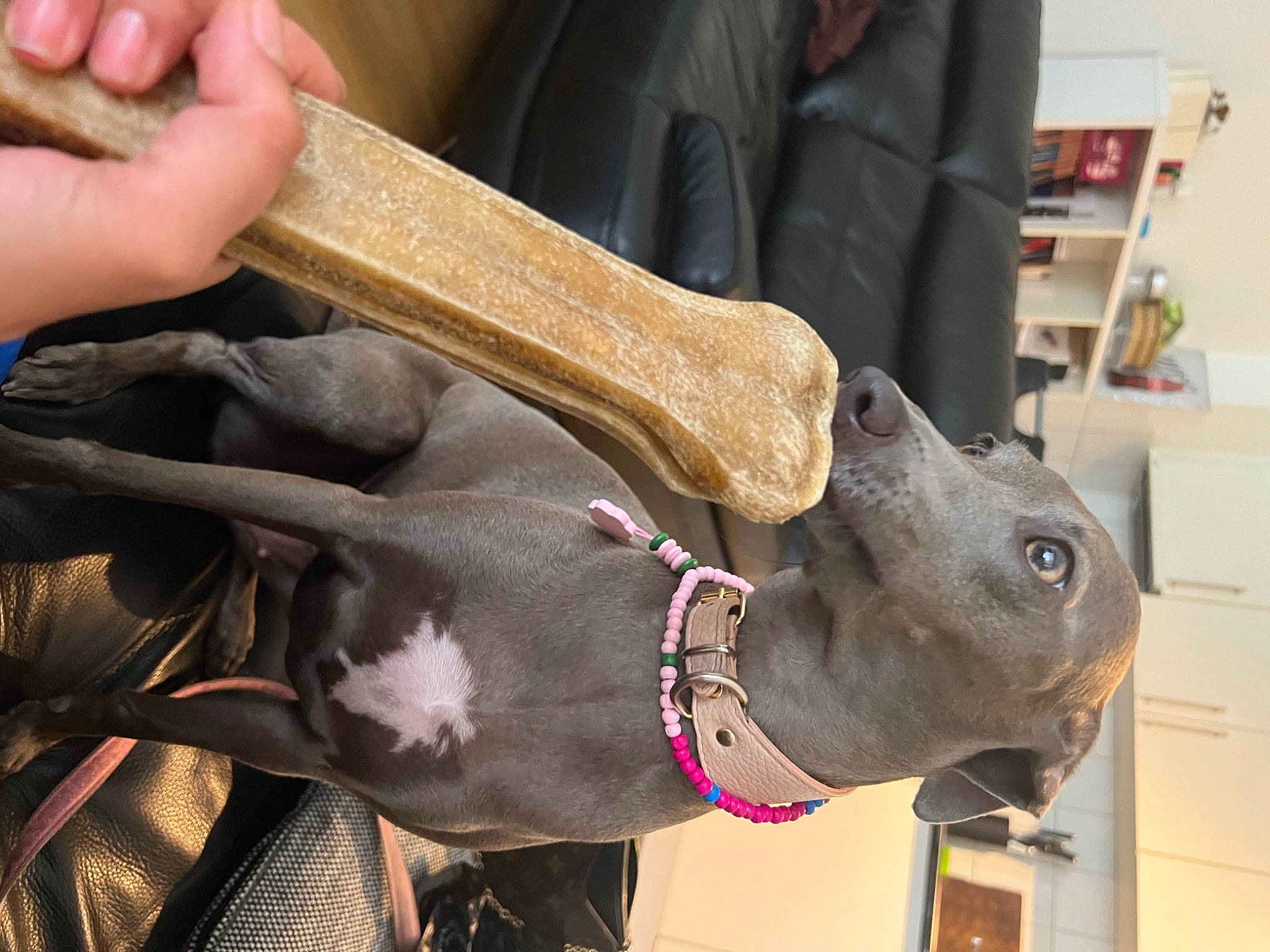 Zoe a rejoint le concours — aidez-le/la à gagner de superbes lots ! collar, dog_breed, ear, fashion_accessory, fawn, fur, hat, nail, personal_protective_equipment, safety_glove, sculpture, shelf, shelving, snout, sporting_group, terrestrial_animal, tie, wood, working_animal, wrist