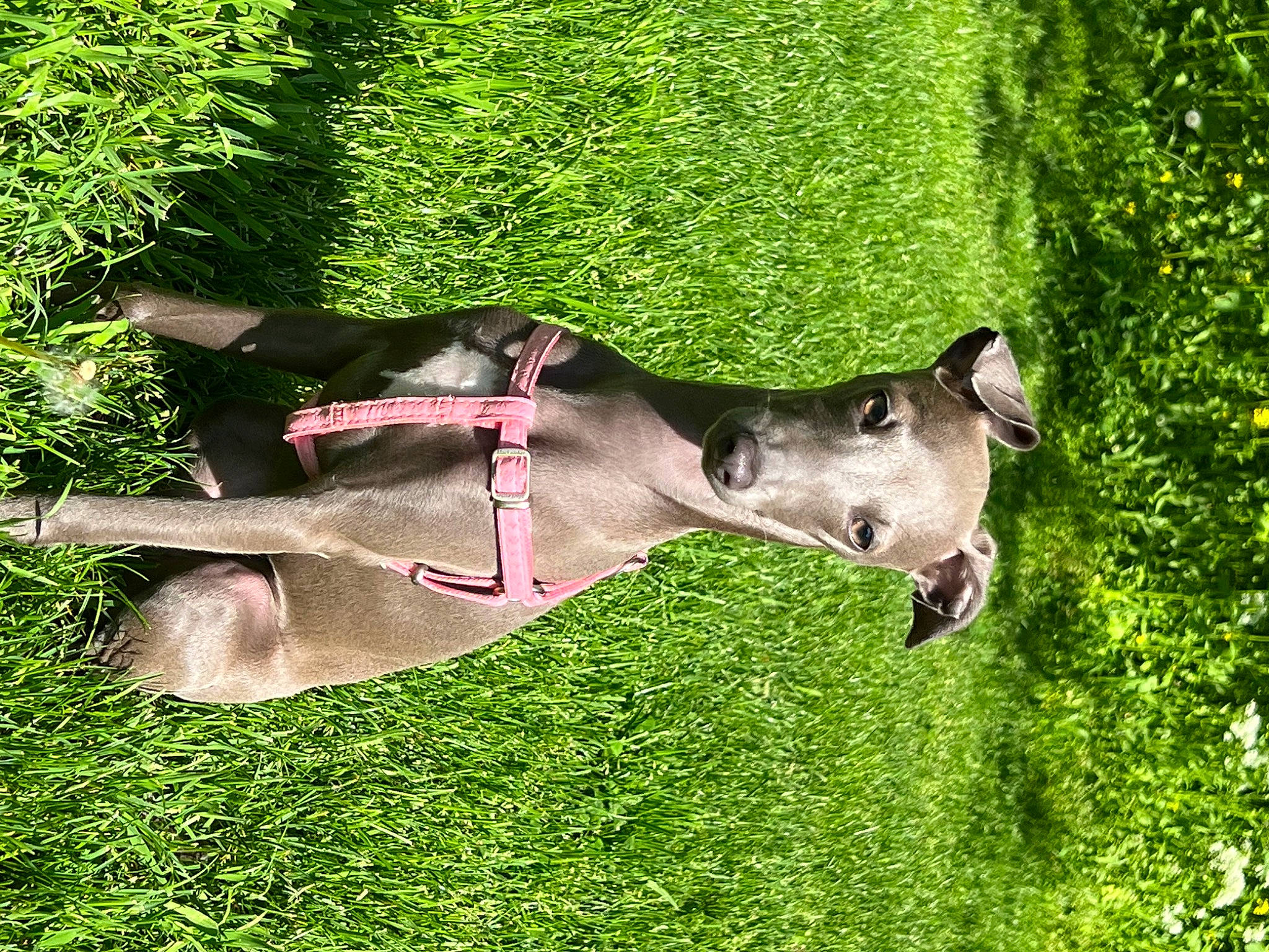 Zoe participe au concours pour gagner de l'argent avec cette photo : canidae, carnivore, collar, dog, dog_breed, fawn, grass, grassland, groundcover, liver, mammal, pasture, plant, snout, sporting_group, tail, terrestrial_animal, tree, vertebrate, working_animal