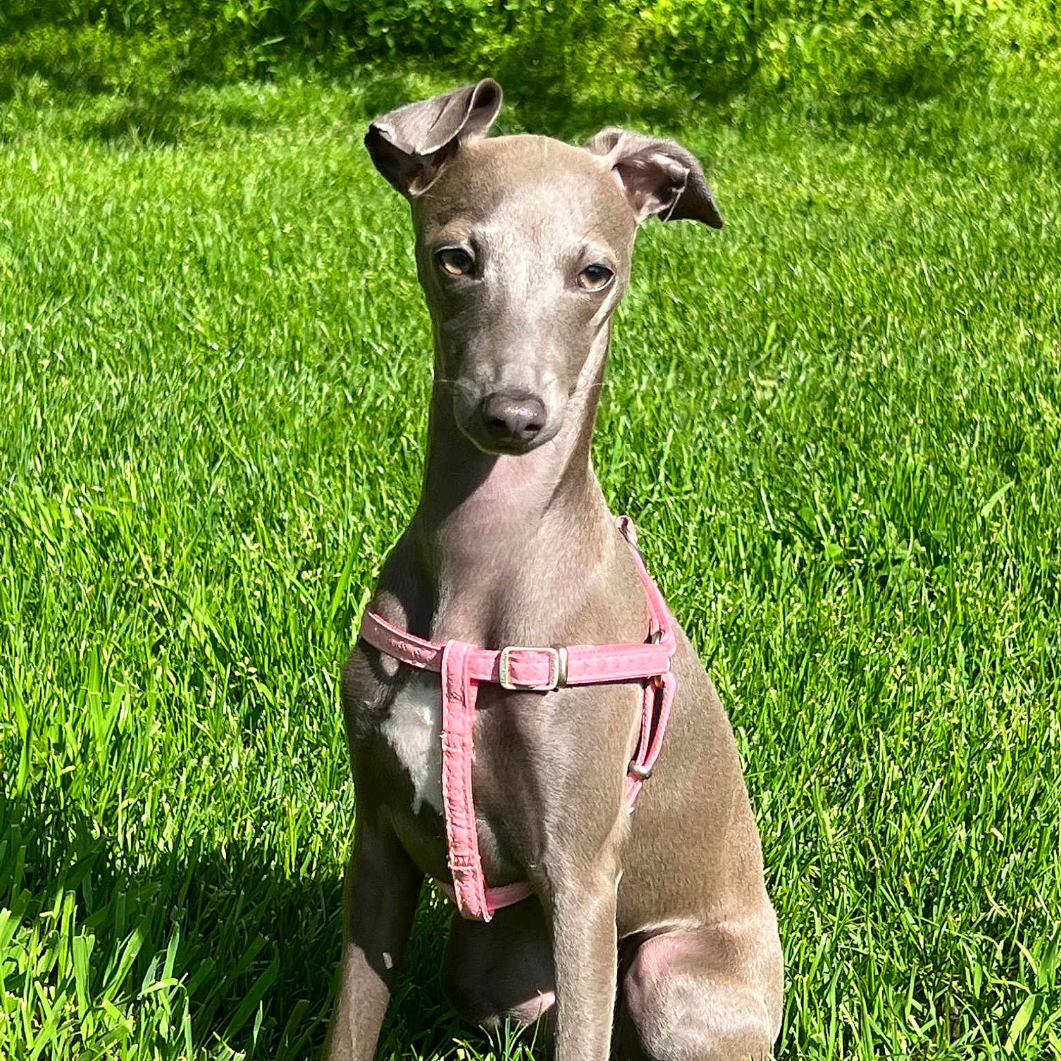 Zoe