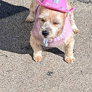 Gidget joined the competition — help win amazing prizes! adorable, animal, concrete, costume, cowboy_hat, cute, daytime, dog, fluffy, leash, outdoor, pet, pink_hat, pink_sweater, puppy, shadow, sidewalk, small_dog, sunlight, walking