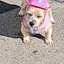 adorable, animal, concrete, costume, cowboy_hat, cute, daytime, dog, fluffy, leash, outdoor, pet, pink_hat, pink_sweater, puppy, shadow, sidewalk, small_dog, sunlight, walking