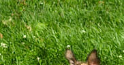 Zindaya is registered to the contest to win money with this photo: dog, grass, outdoor, pet, animal, small_dog, blur, green, nature, field, canine, ears, leash, sunlight, daytime, fur, muzzle, resting, ground, playful