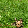 dog, grass, outdoor, pet, animal, small_dog, blur, green, nature, field, canine, ears, leash, sunlight, daytime, fur, muzzle, resting, ground, playful