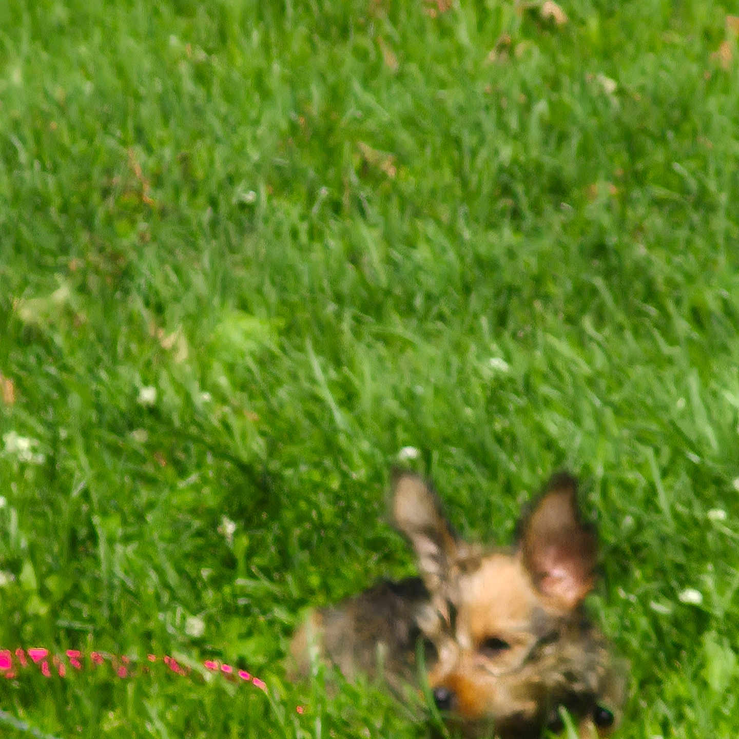 Zindaya is registered to the contest to win money with this photo: dog, grass, outdoor, pet, animal, small_dog, blur, green, nature, field, canine, ears, leash, sunlight, daytime, fur, muzzle, resting, ground, playful