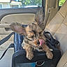 Zindaya is registered to the contest to win money with this photo: puppy, dog, pet, car, car_seat, carrier_bag, tongue_out, ears, furry, cute, small, window, daylight, seatbelt, inside, animal, canine, transportation, leather_seat, resting