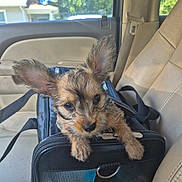 Zindaya is registered to the contest to win money with this photo: puppy, dog, pet_carrier, car_interior, seat, leather_seat, black_bag, window, sunlight, animal, cute, ears, fur, young_dog, pet, travel, domestic_animal, canine, vehicle, companion