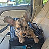 puppy, dog, pet_carrier, car_interior, seat, leather_seat, black_bag, window, sunlight, animal, cute, ears, fur, young_dog, pet, travel, domestic_animal, canine, vehicle, companion