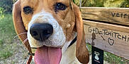 Raoul a rejoint le concours — aidez-le/la à gagner de superbes lots ! animal, beagle, bench, canine, closeup, cute, dog, graffiti, green_hat, happy, leash, nature, outdoor, pet, playful, portrait, rock, sunlight, tongue_out, wood
