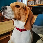 Raoul a rejoint le concours — aidez-le/la à gagner de superbes lots ! animal, attentive, beagle, black, bookshelf, brown, canine, collar, couch, dog, domestic, dvd, furniture, indoor, living_room, pet, side_view, sitting, table, white