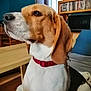 animal, attentive, beagle, black, bookshelf, brown, canine, collar, couch, dog, domestic, dvd, furniture, indoor, living_room, pet, side_view, sitting, table, white