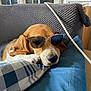Raoul a rejoint le concours — aidez-le/la à gagner de superbes lots ! animal, beagle, blanket, brown, comfortable, couch, cozy, dog, ear, fur, home, indoor, pet, pillow, relaxing, resting, snout, sunglasses, white, window