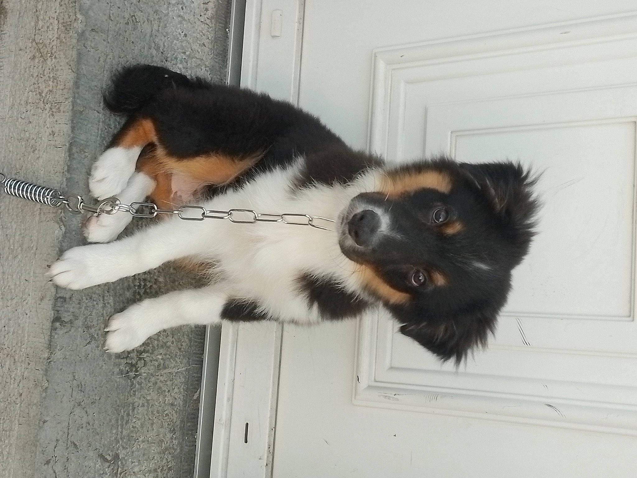 Youri a rejoint le concours — aidez-le/la à gagner de superbes lots ! australian_shepherd, canidae, carnivore, companion_dog, dog, dog_breed, felidae, fur, herding_dog, mammal, paw, pet_supply, small_to_medium_sized_cats, snout, sporting_group, tail, terrestrial_animal, vertebrate, working_animal, working_dog