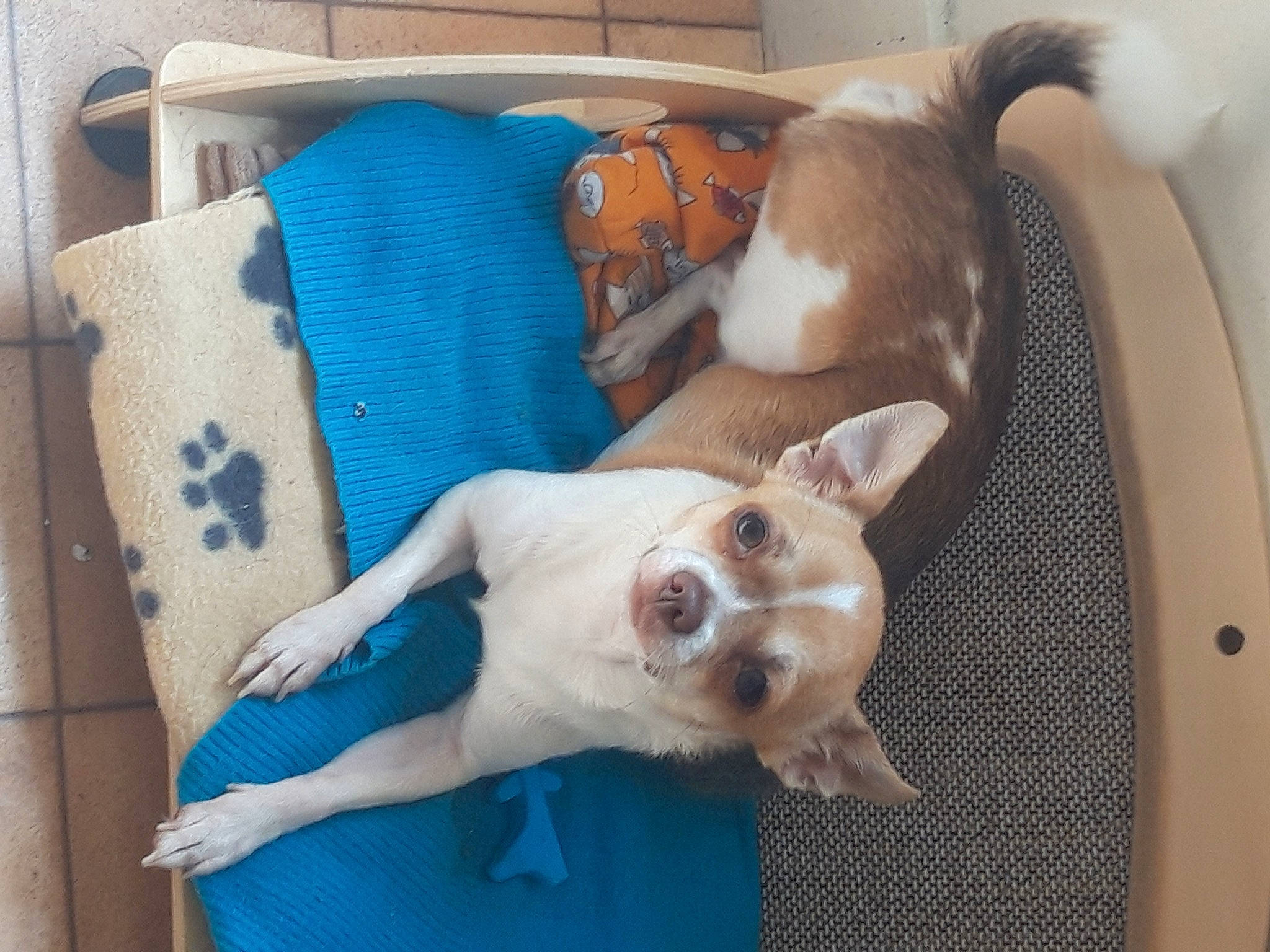 Drogo a rejoint le concours — aidez-le/la à gagner de superbes lots ! canidae, carnivore, comfort, companion_dog, corgi_chihuahua, couch, dog, dog_breed, dog_supply, fawn, linens, nap, non_sporting_group, paw, pillow, snout, sporting_group, throw_pillow, toy_dog, working_animal