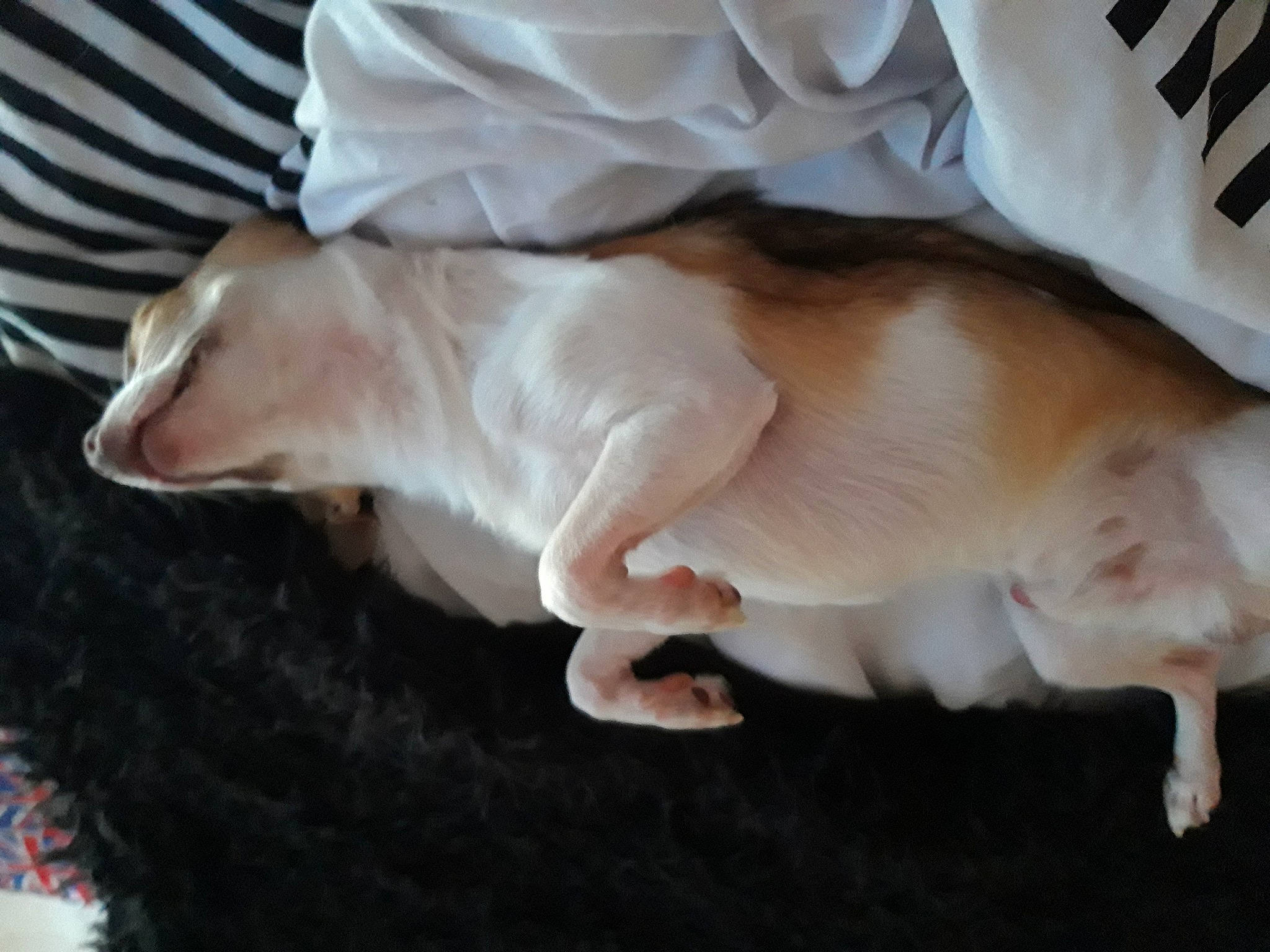 Drogo a rejoint le concours — aidez-le/la à gagner de superbes lots ! carnivore, cat, comfort, companion_dog, dog_breed, fawn, felidae, foot, gesture, human_leg, leg, linens, mammal, paw, small_to_medium_sized_cats, snout, sporting_group, tail, vertebrate, whiskers