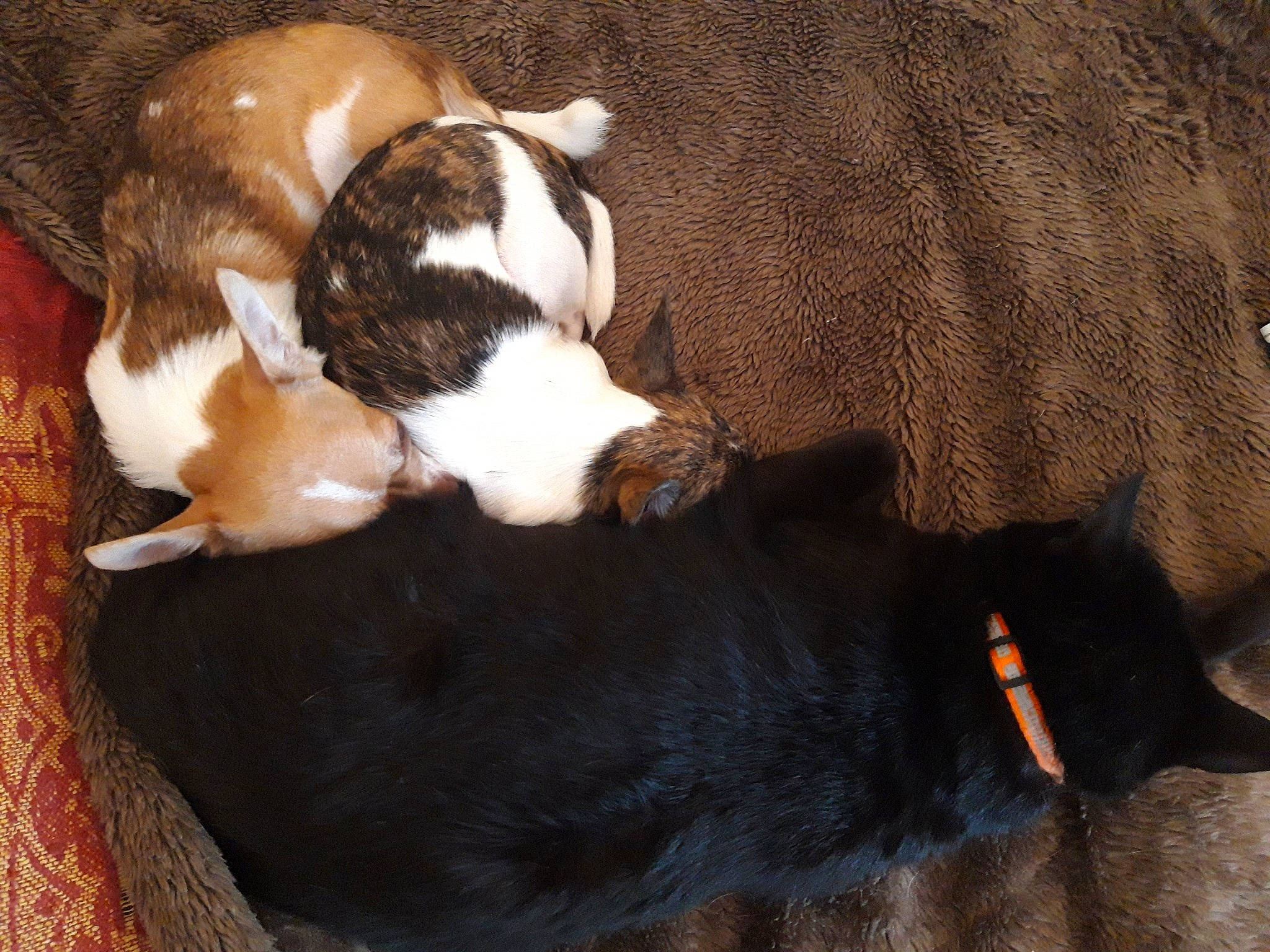 Drogo a rejoint le concours — aidez-le/la à gagner de superbes lots ! brown, carnivore, comfort, companion_dog, dog, dog_breed, fawn, fur, liver, mammal, nap, paw, snout, sporting_group, tail, terrestrial_animal, vertebrate, whiskers, wood, working_animal