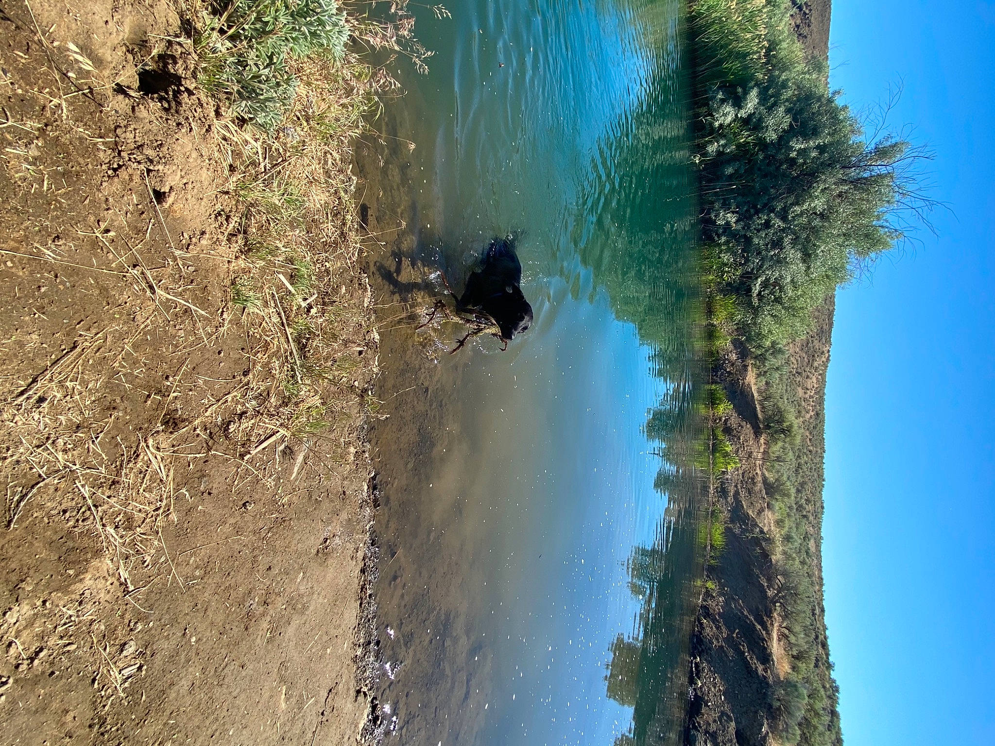 Tucker joined the competition — help win amazing prizes! biome, formation, geological_phenomenon, grass, lake, landscape, natural_landscape, nature, plant, reflection, sky, slope, soil, terrain, tree, trunk, vegetation, water, watercourse, wood