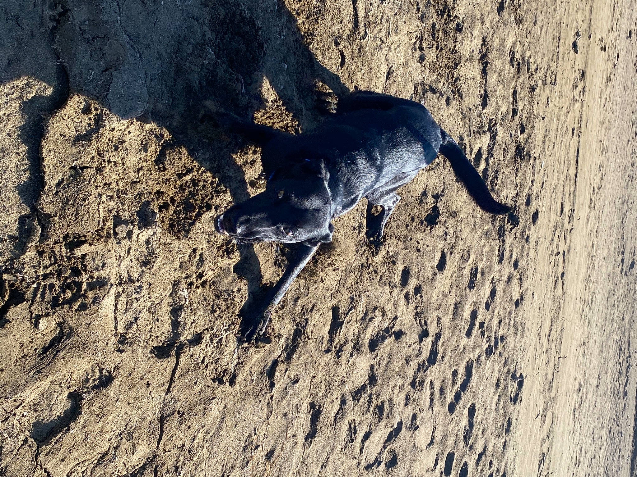 Tucker is registered to the contest to win money with this photo: beach, beak, canidae, electric_blue, fawn, human_leg, landscape, marine_mammal, reptile, rock, sand, seabird, shadow, soil, sporting_group, tail, terrestrial_animal, varanidae, wildlife, wood