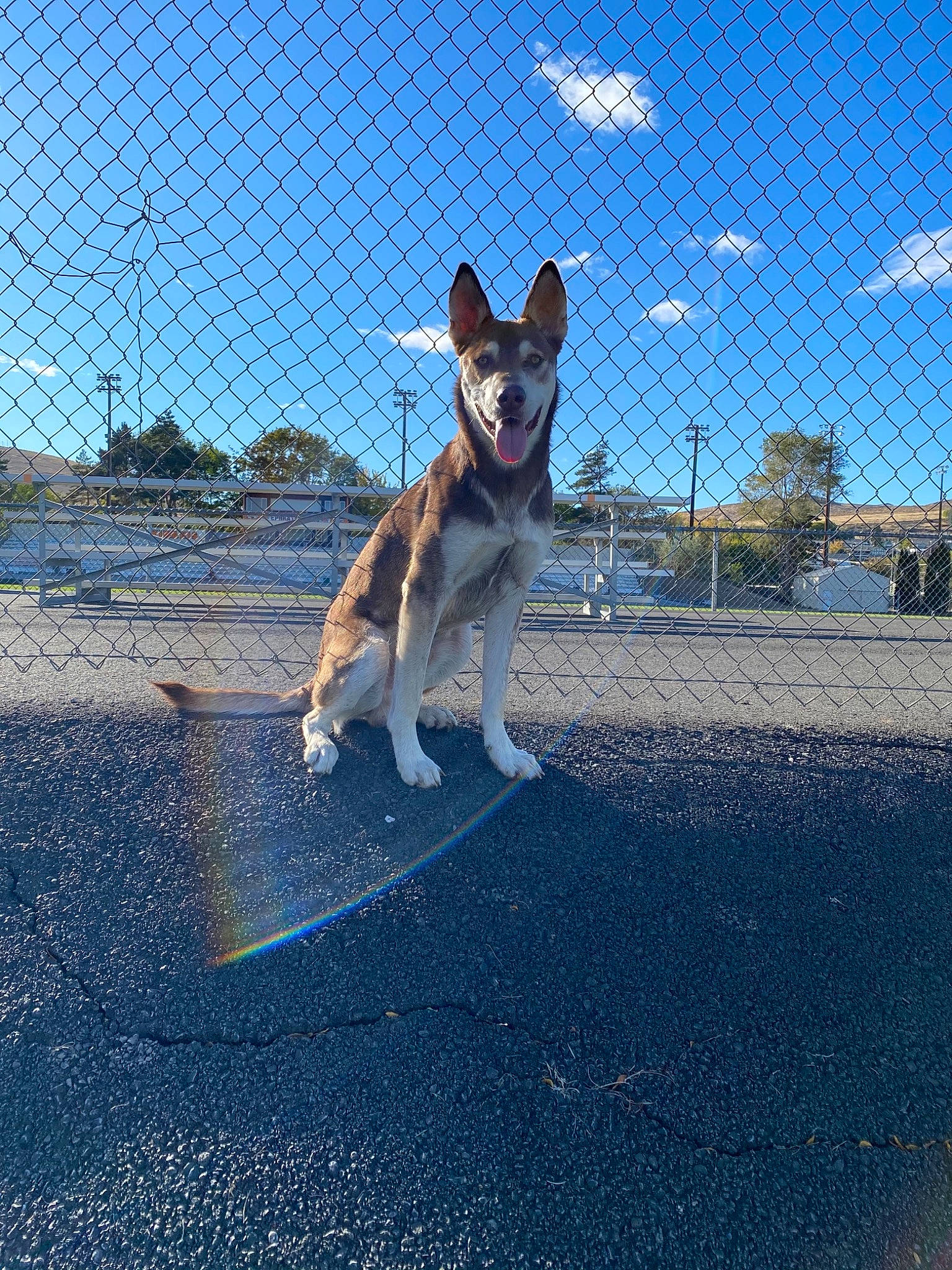 Usher joined the competition — help win amazing prizes! asphalt, blue, canidae, carnivore, cloud, collar, companion_dog, dog, dog_breed, dog_supply, electric_blue, leash, pet_supply, road, road_surface, shadow, sky, sporting_group, tail, tar