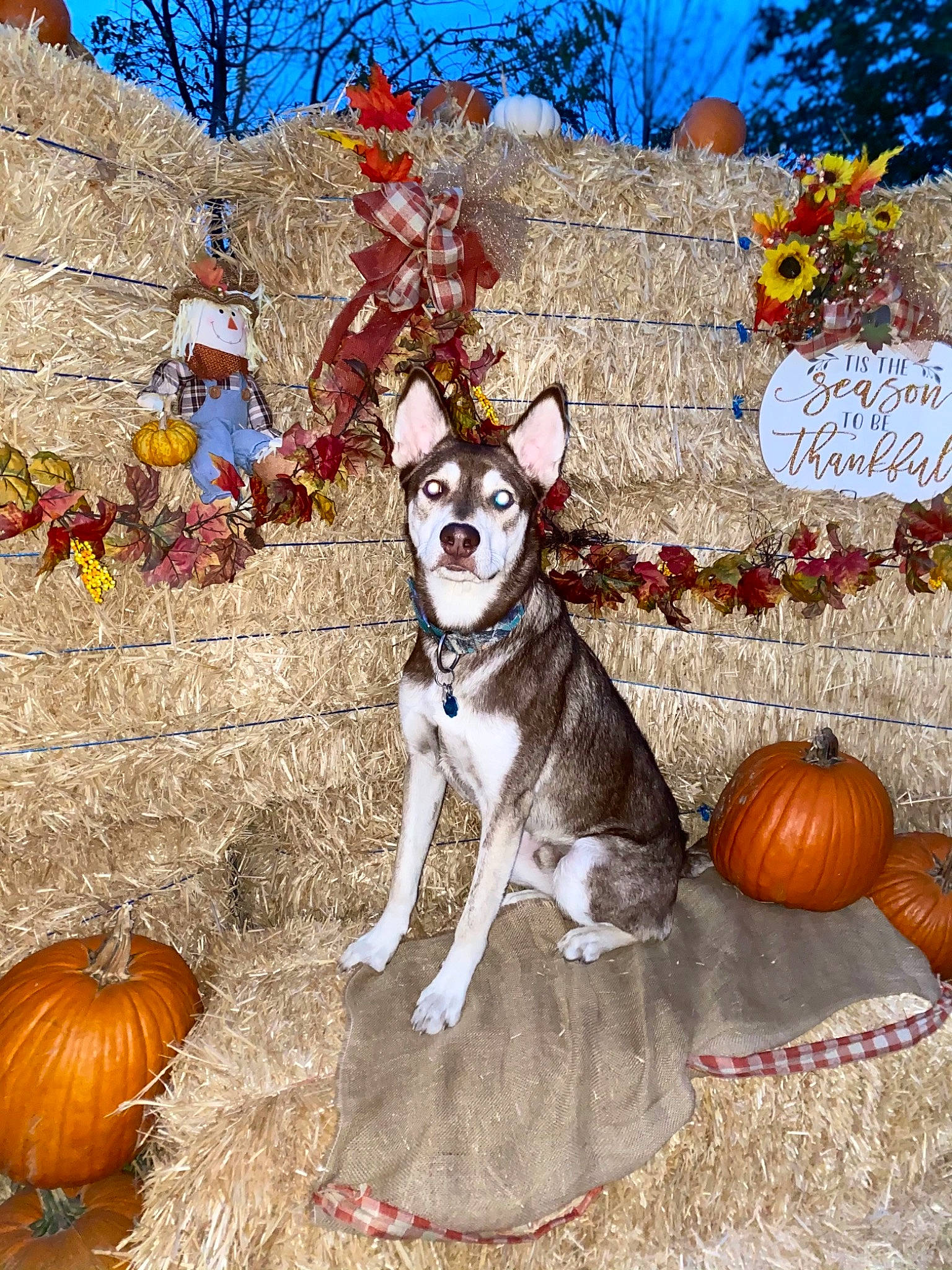 Usher joined the competition — help win amazing prizes! art, calabaza, carnivore, companion_dog, couch, cucurbita, dog, dog_breed, dog_supply, fawn, gourd, natural_foods, pumpkin, sky, sporting_group, squash, tree, vegetable, winter_squash, working_animal
