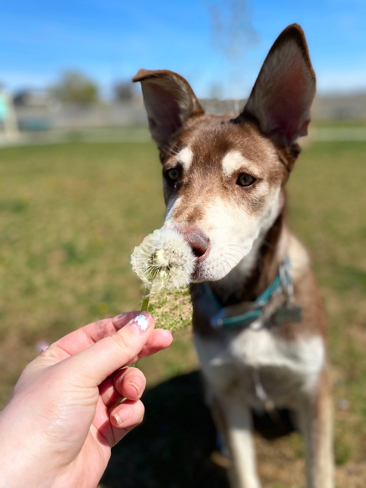 Usher is registered to the contest to win money with this photo: canidae, carnivore, collar, companion_dog, dog, dog_breed, dog_collar, dog_supply, fashion_accessory, grass, nail, non_sporting_group, plant, recreation, sky, sporting_group, terrestrial_animal, working_animal, working_dog