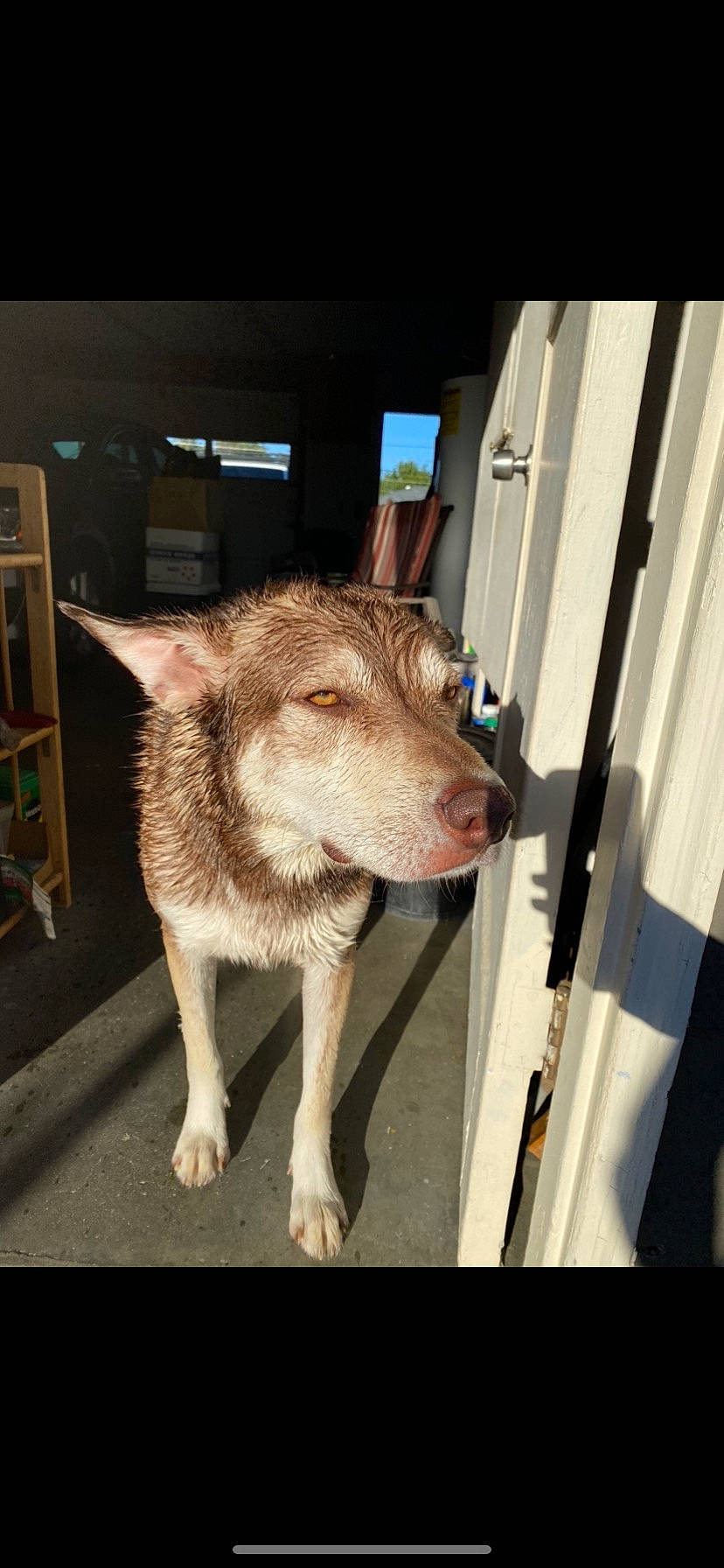 Usher is registered to the contest to win money with this photo: ancient_dog_breeds, canidae, canis, carnivore, companion_dog, coyote, dog, dog_breed, fawn, fur, metal, snout, sporting_group, tail, terrestrial_animal, wildlife, wolf, wood, working_animal, working_dog