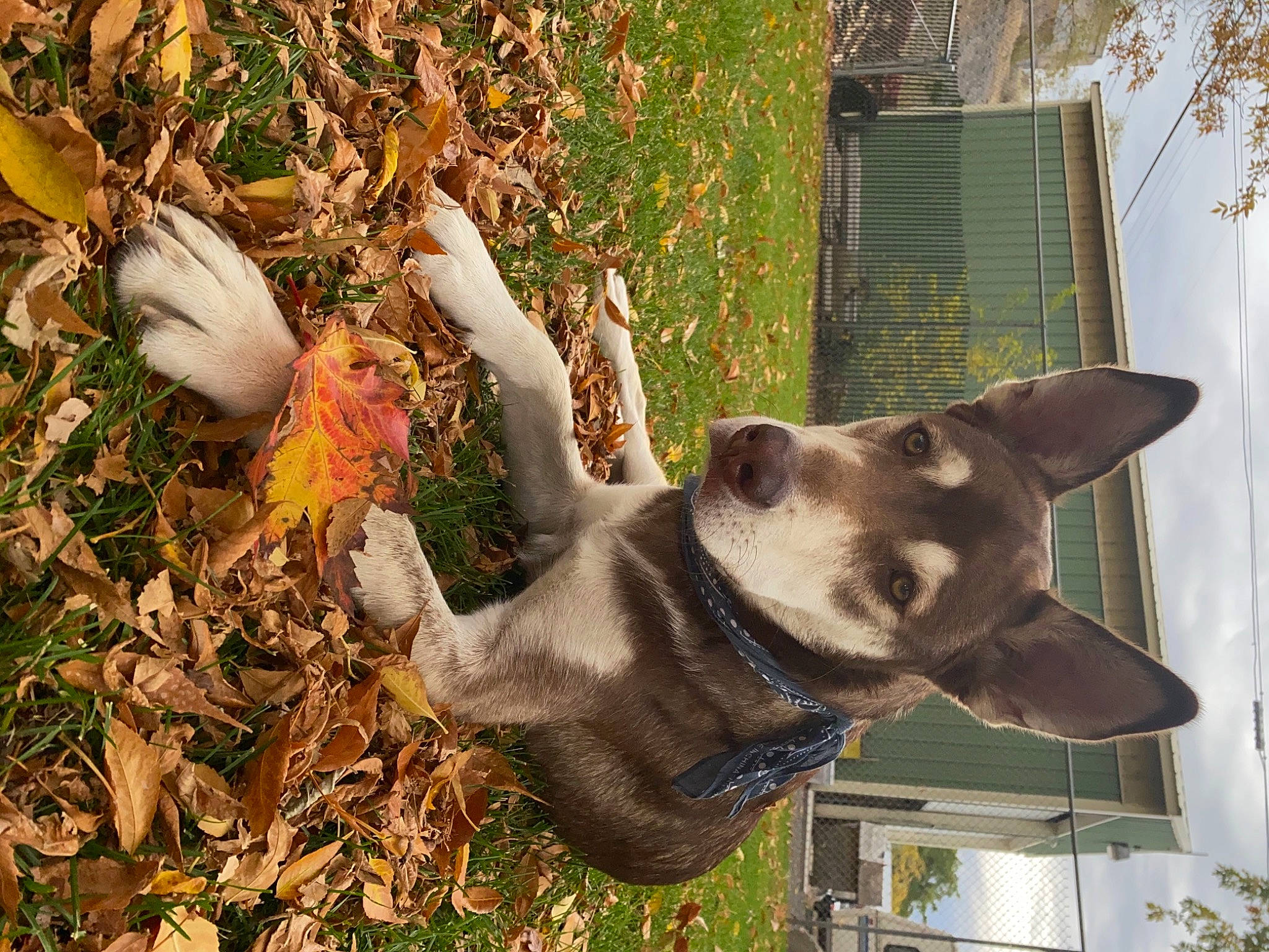 Usher is registered to the contest to win money with this photo: canidae, carnivore, collar, companion_dog, dog, dog_breed, dog_collar, fawn, grass, liver, mammal, plant, sporting_group, tail, terrestrial_animal, tree, twig, vertebrate, window, working_animal