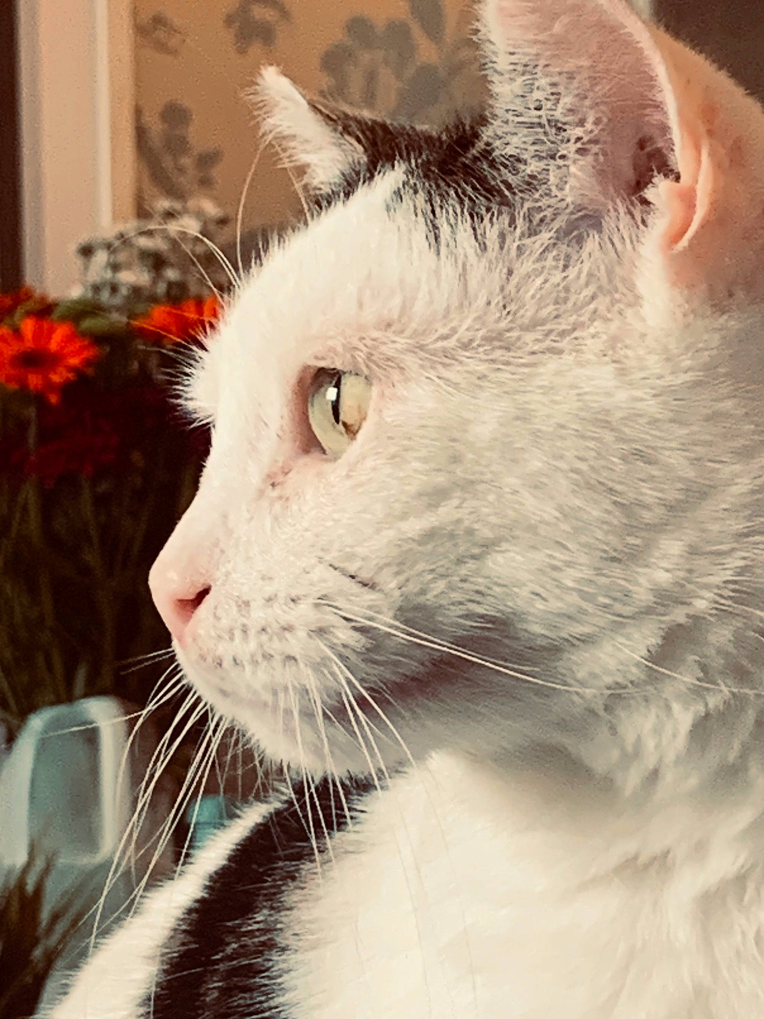 Andy is registered to the contest to win money with this photo: carnivore, cat, domestic_short_haired_cat, felidae, flower, flowerpot, fur, grass, houseplant, plant, small_to_medium_sized_cats, snout, terrestrial_animal, whiskers, window