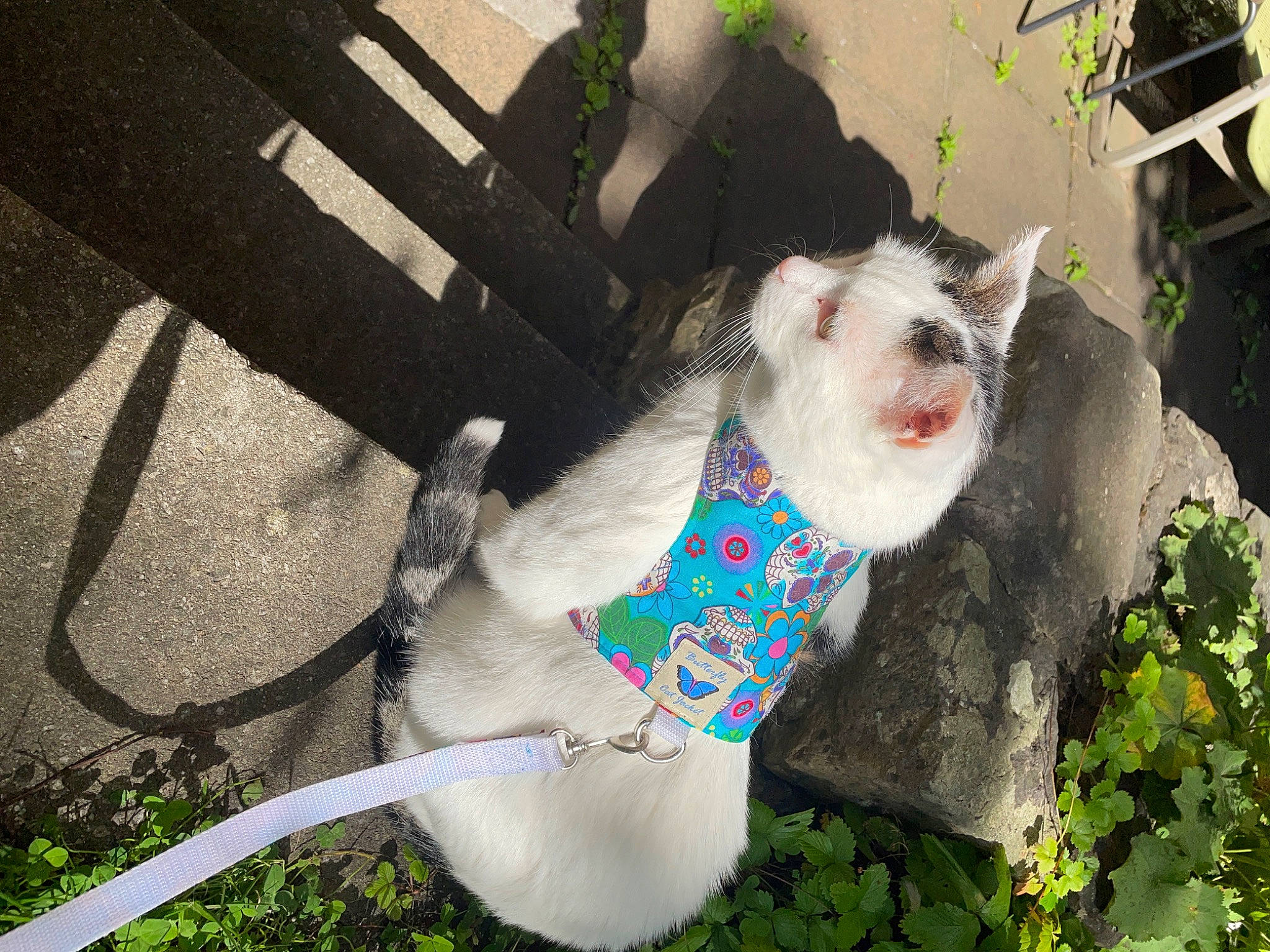 Andy joined the competition — help win amazing prizes! art, carnivore, cat, collar, domestic_short_haired_cat, fawn, felidae, fur, grass, house, plant, porch, small_to_medium_sized_cats, tail, terrestrial_animal, tree, whiskers, window