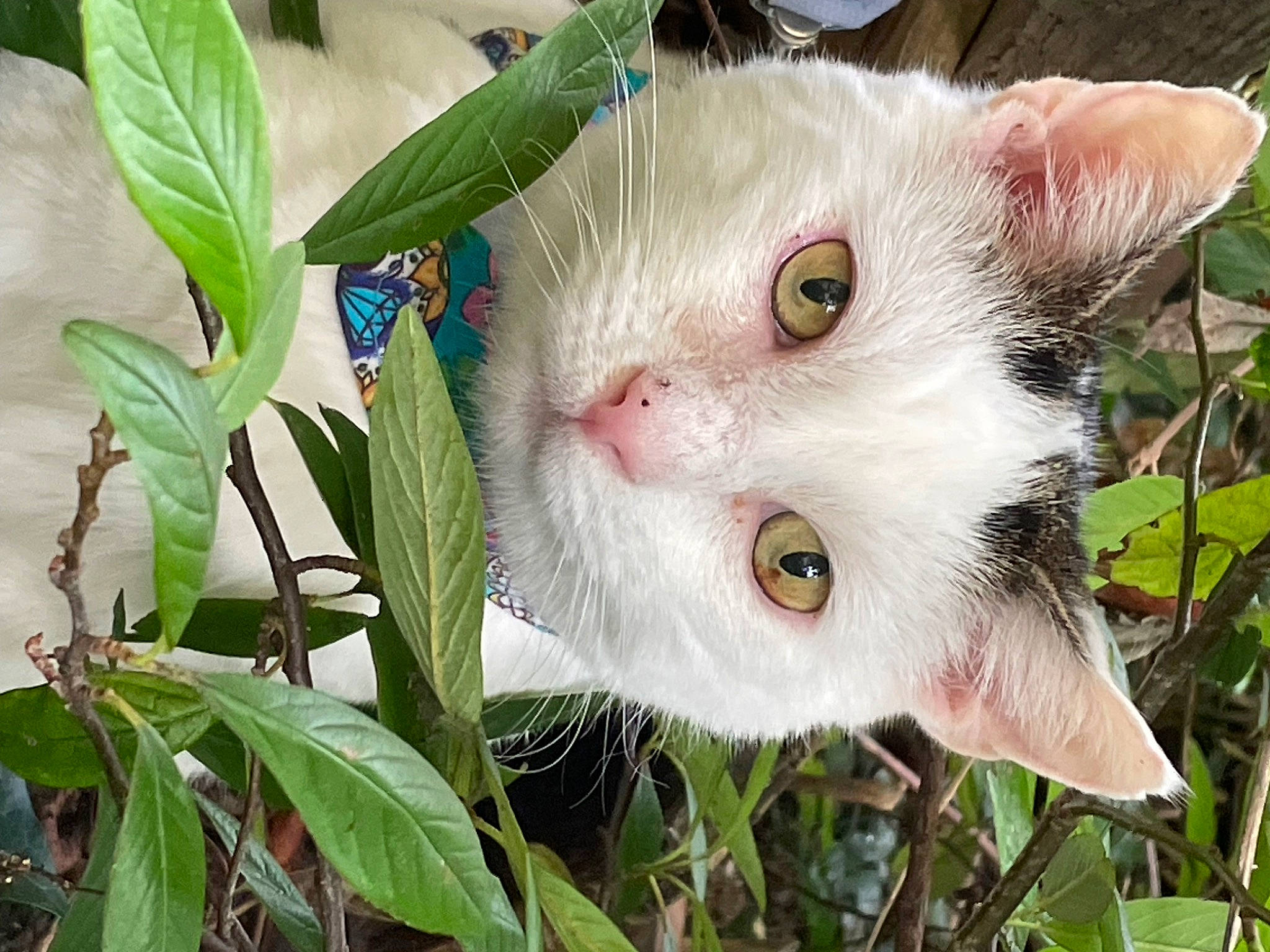Andy joined the competition — help win amazing prizes! carnivore, cat, domestic_short_haired_cat, felidae, flowering_plant, fur, grass, plant, small_to_medium_sized_cats, snout, terrestrial_plant, tree, whiskers