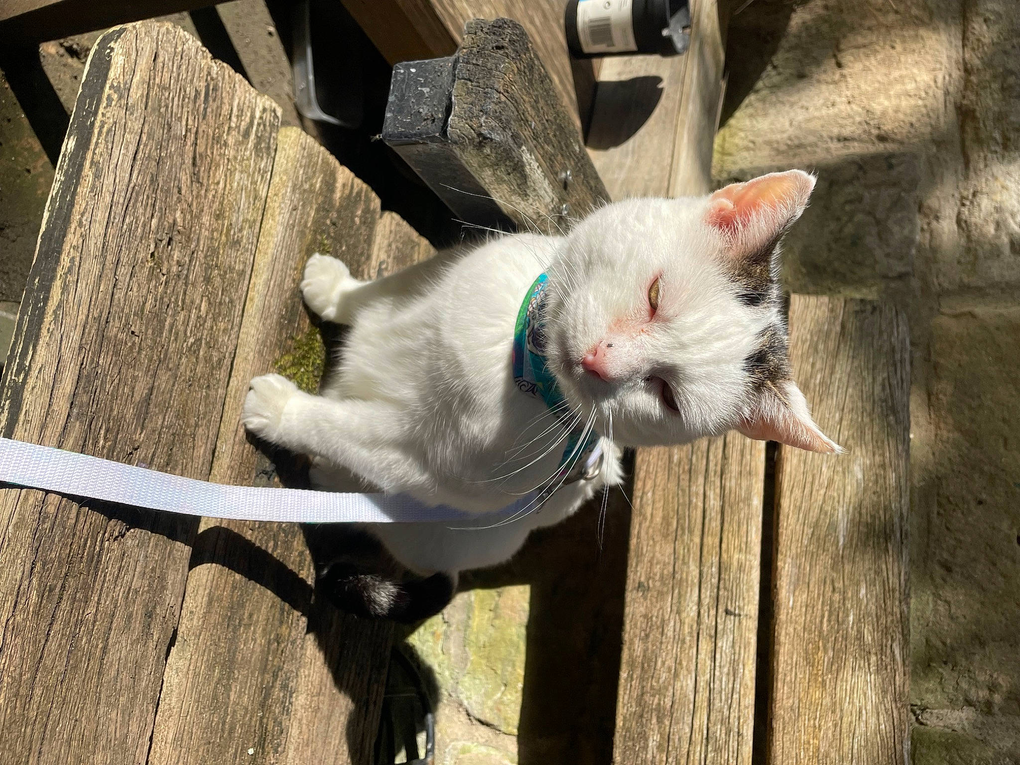 Andy joined the competition — help win amazing prizes! canidae, carnivore, cat, claw, collar, domestic_short_haired_cat, fawn, felidae, fur, paw, small_to_medium_sized_cats, snout, tail, terrestrial_animal, vehicle_registration_plate, whiskers, wood