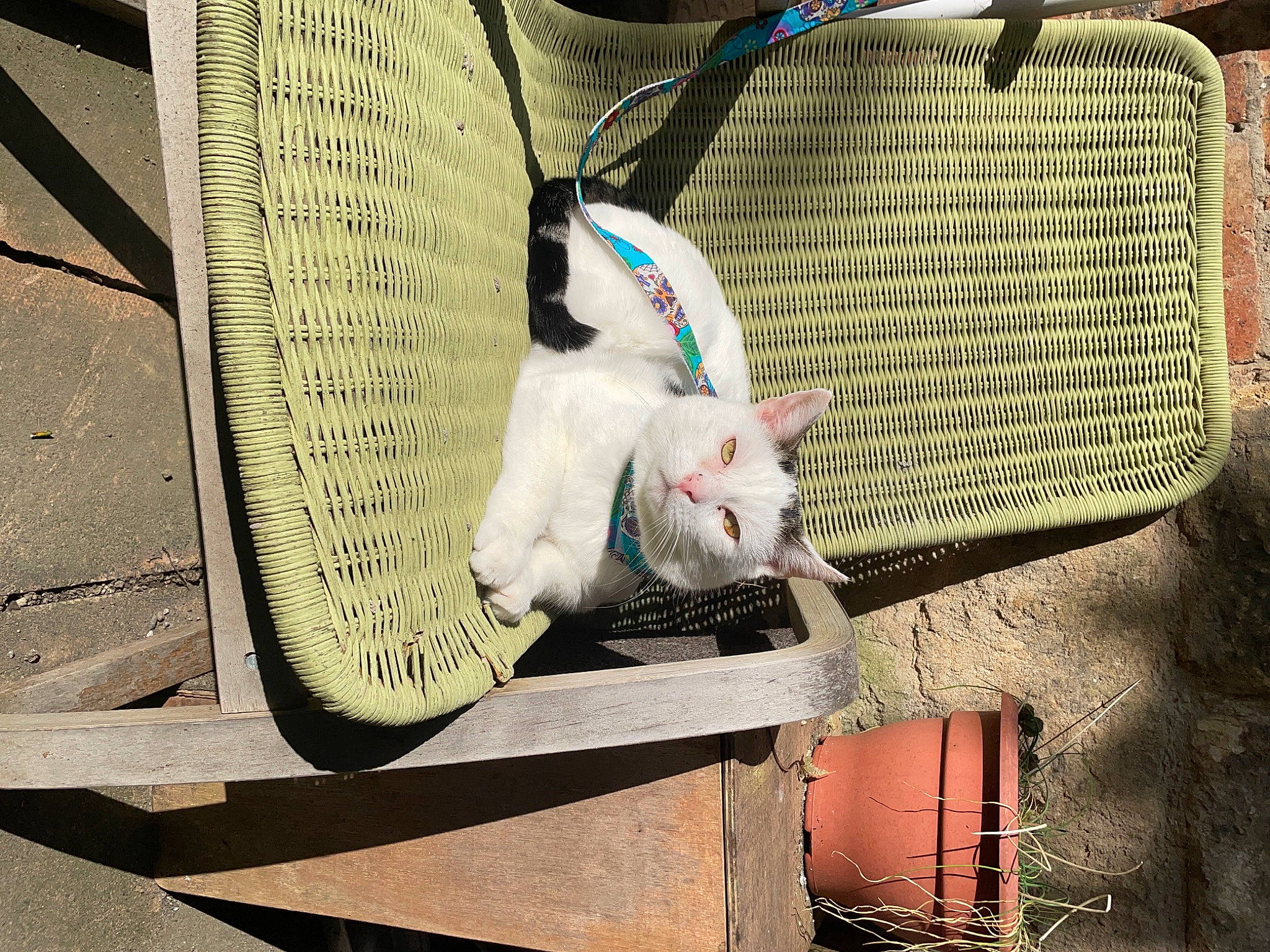 Andy joined the competition — help win amazing prizes! animal_shelter, bag, cage, carnivore, cat, domestic_short_haired_cat, fashion_accessory, fawn, felidae, fur, grass, mesh, net, pet_supply, sitting, small_to_medium_sized_cats, tail, whiskers, wire, wood