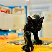 Rio a rejoint le concours — aidez-le/la à gagner de superbes lots ! abyssinian, animal, blackcat, cat, hardwood, indoors, kitten, manx, pet, plywood, wood