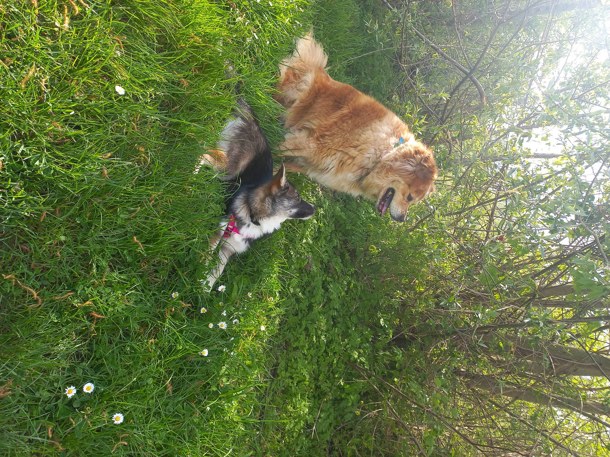 Uta participe au concours pour gagner de l'argent avec cette photo : canidae, carnivore, collar, companion_dog, dog, dog_breed, fawn, felidae, fur, grass, leash, plant, retriever, shrub, small_to_medium_sized_cats, sporting_group, tail, tree, twig, wildlife