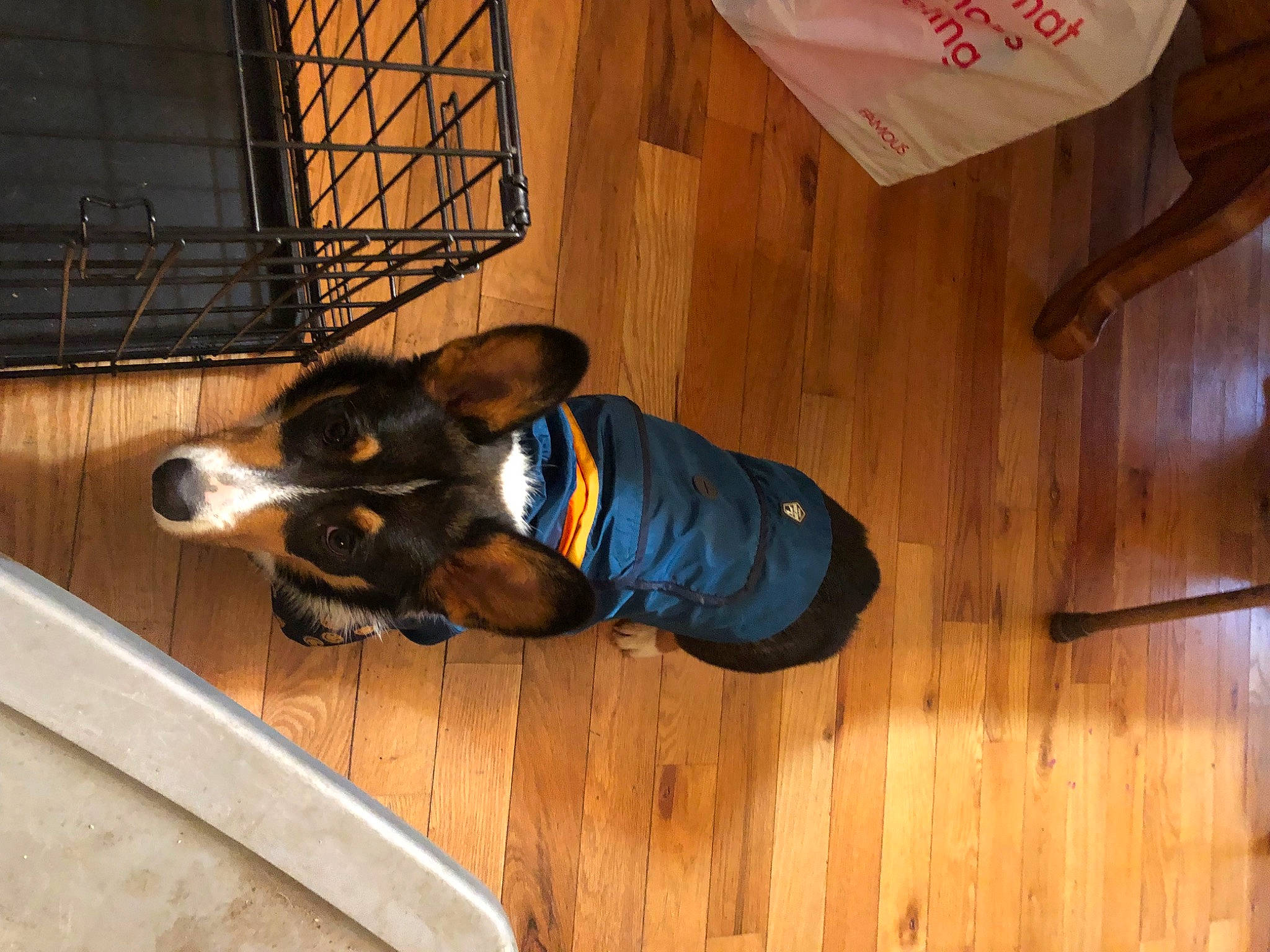 Darwin joined the competition — help win amazing prizes! canidae, carnivore, companion_dog, dog, dog_breed, dog_supply, electric_blue, fawn, floor, flooring, hardwood, laminate_flooring, pet_supply, room, sporting_group, varnish, walking_shoe, wood, wood_flooring, wood_stain