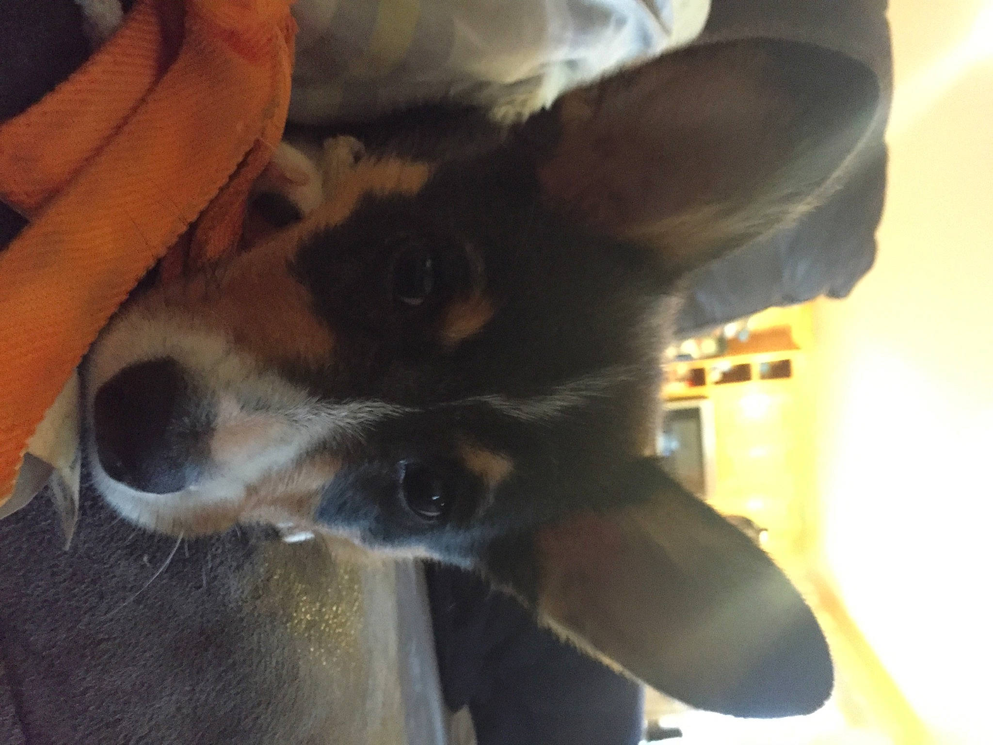 Darwin joined the competition — help win amazing prizes! carnivore, comfort, companion_dog, dog, dog_breed, ear, fawn, fur, gesture, human_leg, non_sporting_group, paw, sporting_group, terrestrial_animal, whiskers, working_animal, working_dog, wrist