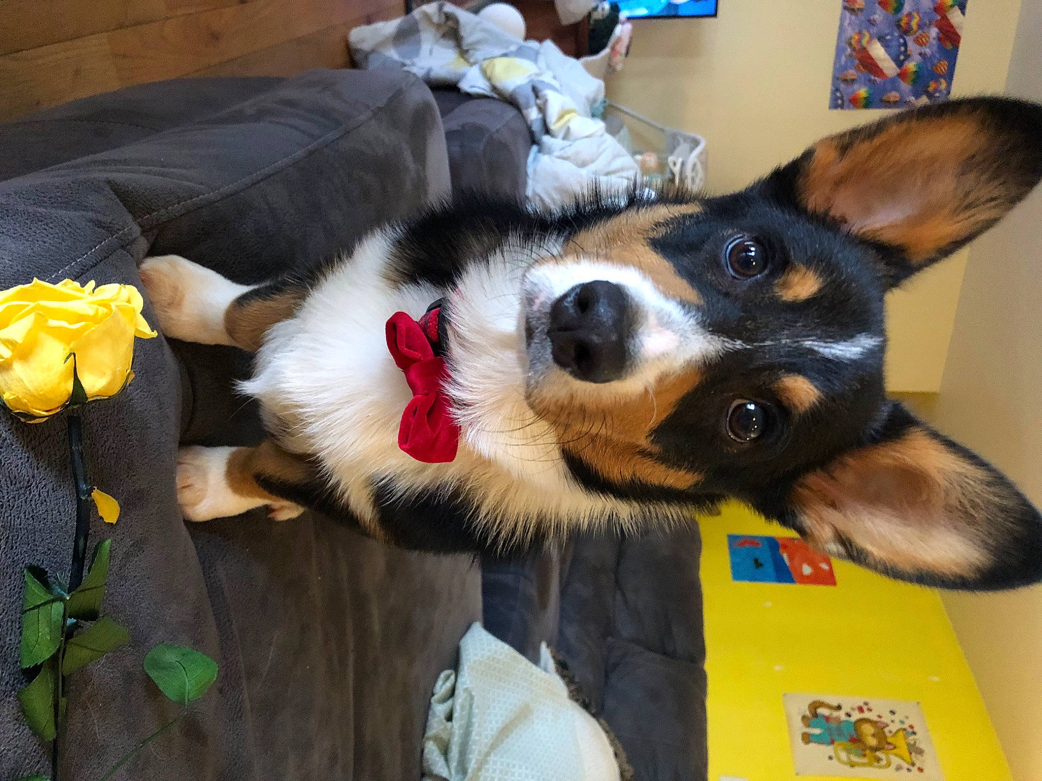 Darwin joined the competition — help win amazing prizes! canidae, carnivore, collar, comfort, companion_dog, couch, dog, dog_breed, dog_supply, fur, furniture, herding_dog, picture_frame, plant, snout, sporting_group, whiskers, working_animal, working_dog