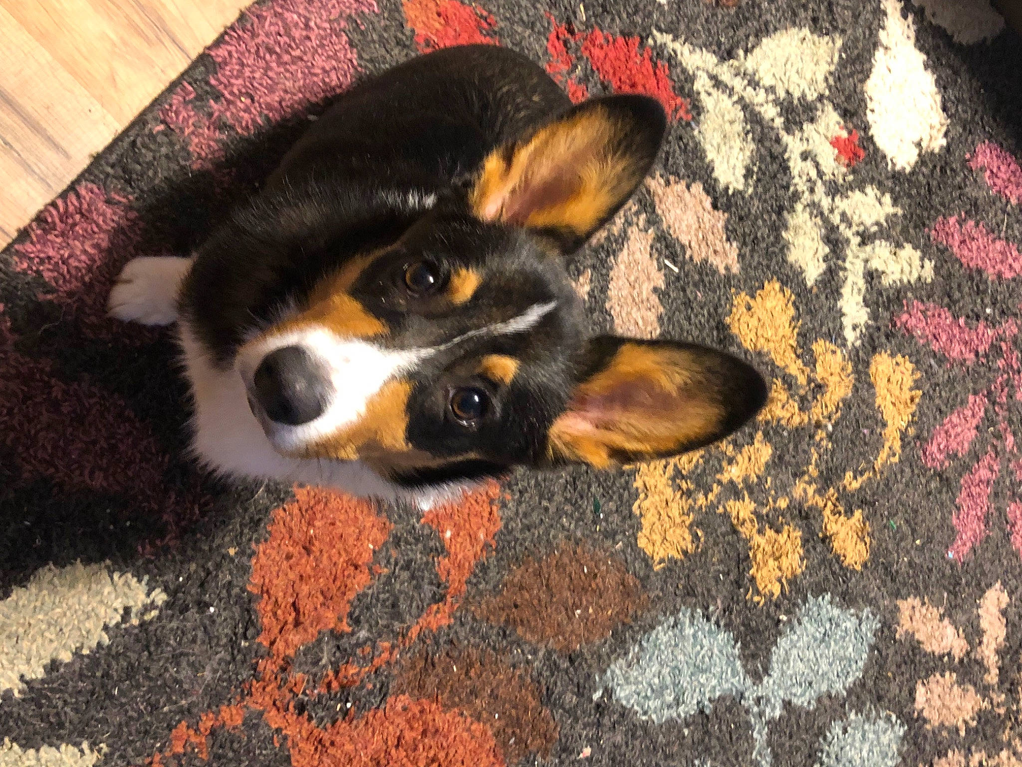 Darwin is registered to the contest to win money with this photo: canidae, carmine, carnivore, comfort, companion_dog, dog, dog_breed, fawn, flooring, fur, pattern, paw, sporting_group, tail, terrestrial_animal, tints_and_shades, toy_dog, whiskers, wood, working_animal