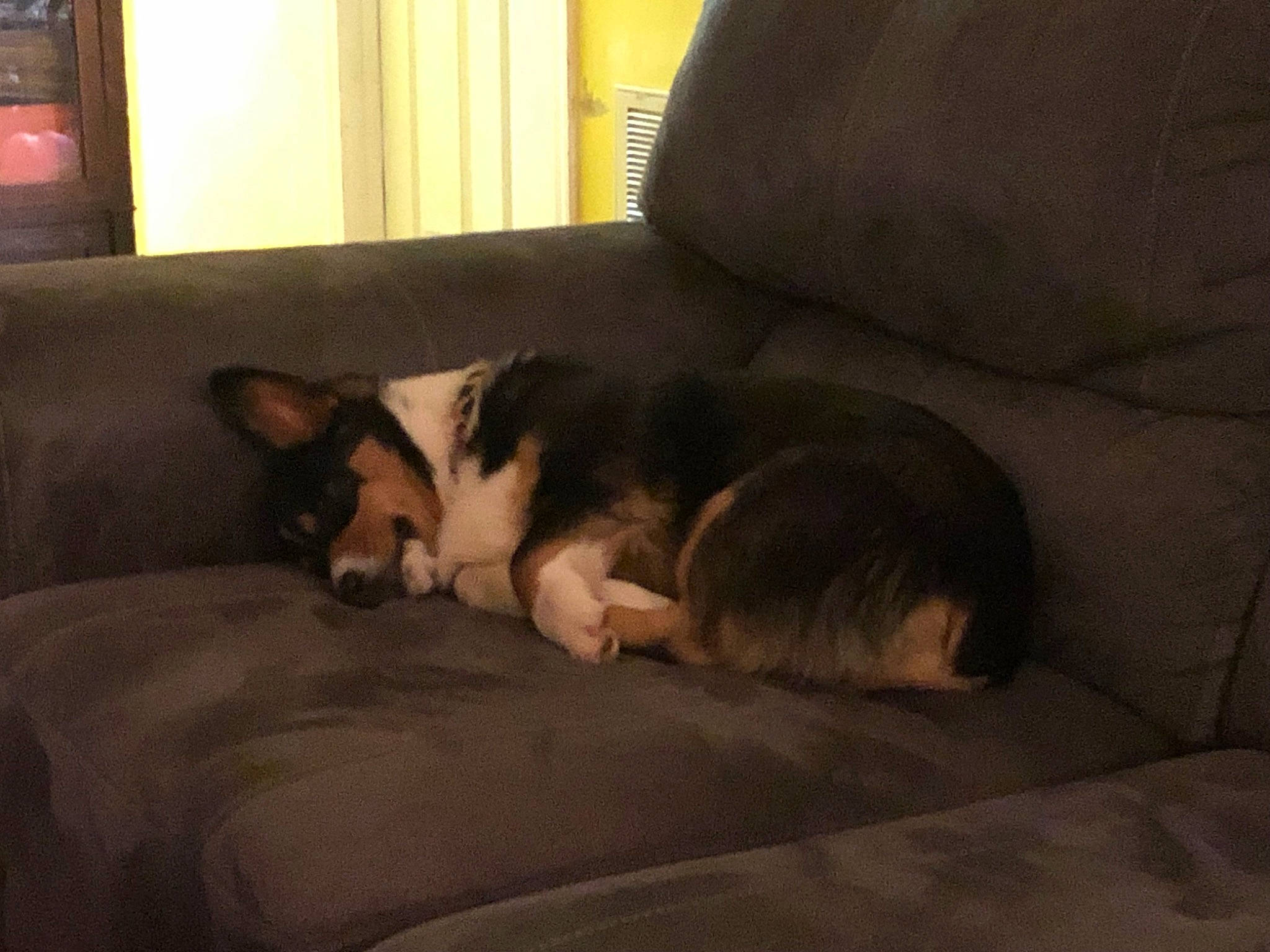 Darwin is registered to the contest to win money with this photo: canidae, carnivore, comfort, companion_dog, couch, dog, dog_breed, fawn, felidae, fur, hardwood, living_room, nap, picture_frame, room, small_to_medium_sized_cats, tail, terrestrial_animal, whiskers, wood