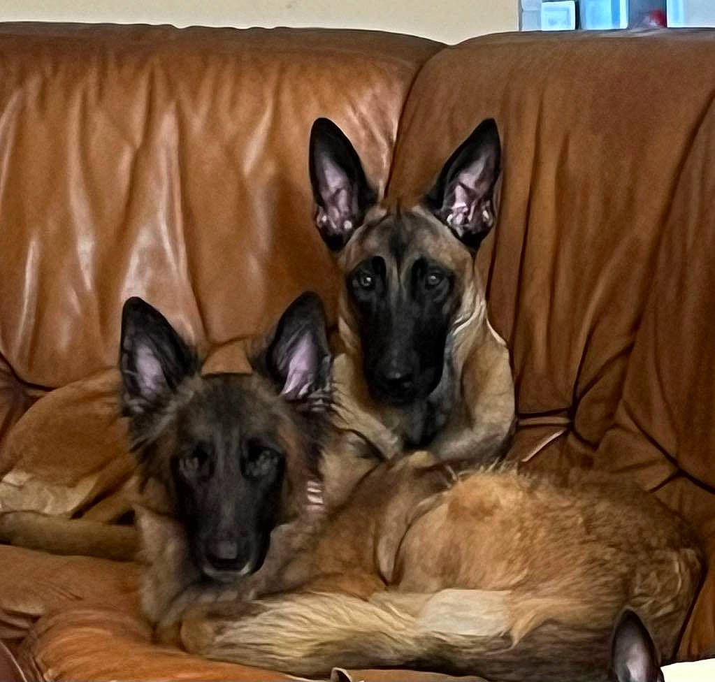 Nalu participe au concours pour gagner de l'argent avec cette photo : canidae, carnivore, comfort, companion_dog, couch, dog, dog_breed, dog_supply, east_european_shepherd, fawn, fur, german_shepherd_dog, king_shepherd, mammal, old_german_shepherd_dog, snout, sporting_group, toy_dog, working_animal, working_dog