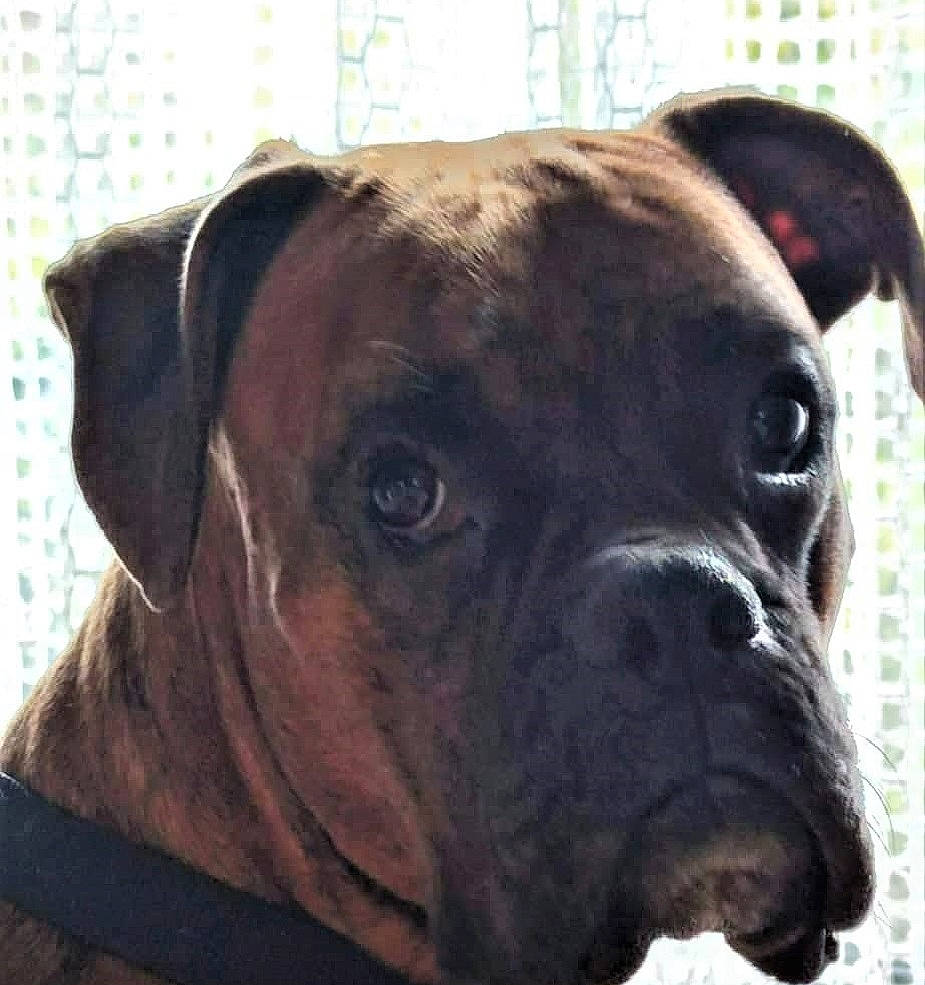 Léo participe au concours pour gagner de l'argent avec cette photo : boxer, canidae, carnivore, collar, companion_dog, dog, dog_breed, dog_collar, fawn, liver, molosser, non_sporting_group, pet_supply, snout, sporting_group, terrestrial_animal, whiskers, working_animal, working_dog, wrinkle